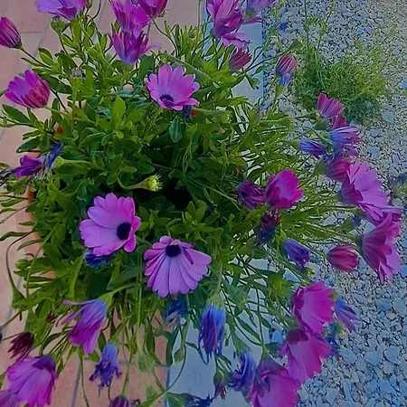 Maremma Amara مزرعة للإقامة