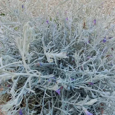 Maremma Amara * Сатурния