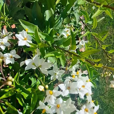 مزرعة للإقامة Maremma Amara ساتورنيا